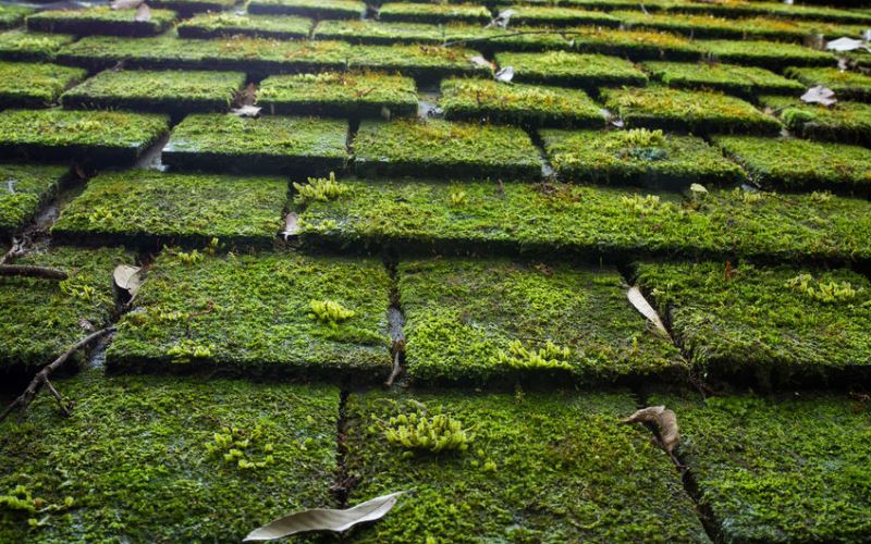 How to Safely Remove Algae and Moss Off of Your Roof