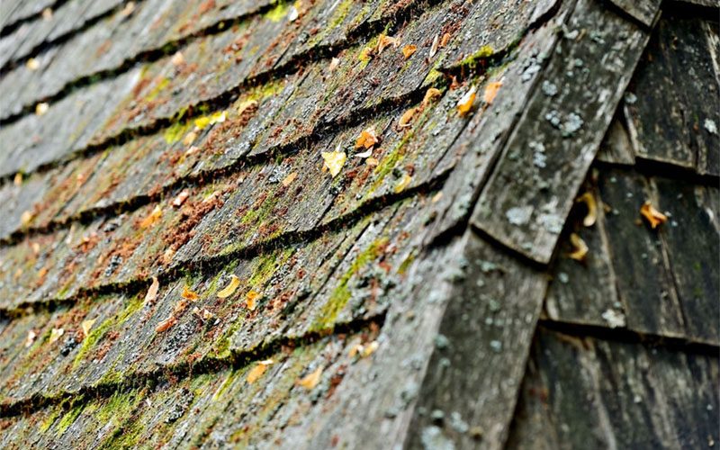 How To Prevent Moss and Algae Buildup On Your Roof